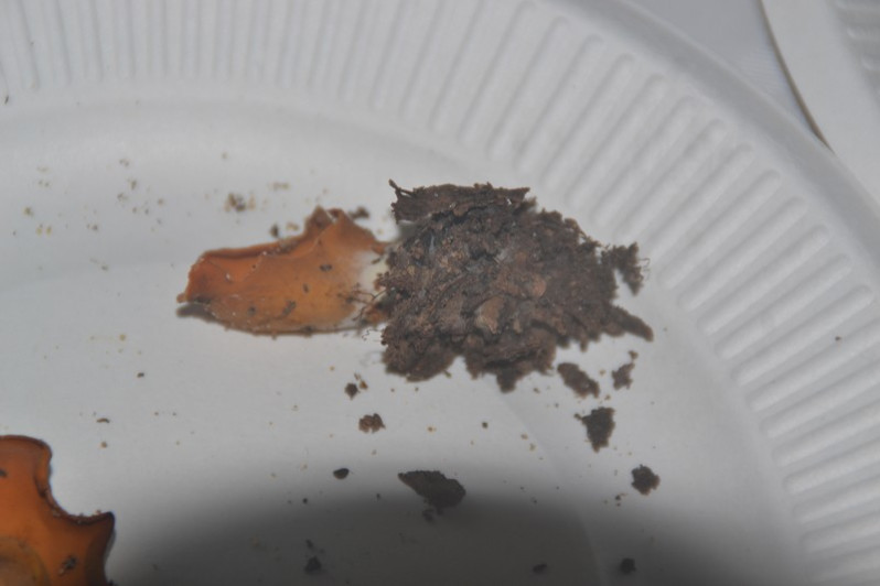 Otidea onotica (Pers.) Fuckel, 1870