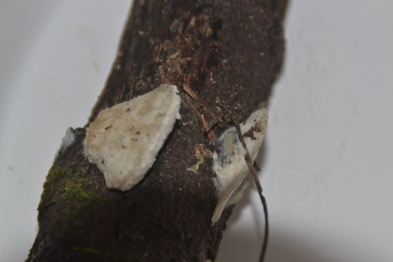 Cyanosporus subcaesius (A.David) B.K.Cui, L.L.Shen & Y.C.Dai, 2018