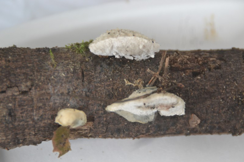 Cyanosporus subcaesius (A.David) B.K.Cui, L.L.Shen & Y.C.Dai, 2018