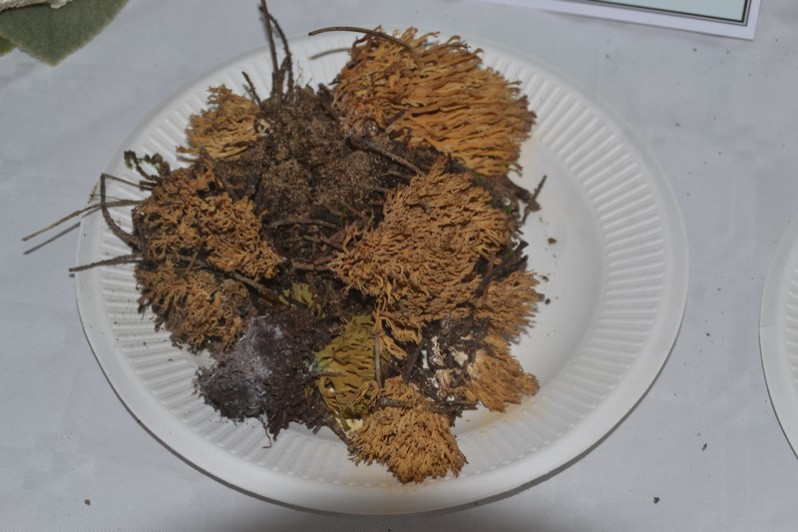 Phaeoclavulina myceliosa (Peck) Franchi & M.Marchetti, 2018