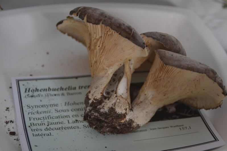 Hohenbuehelia tremula (Schaeff.) Thorn & G.L.Barron, 1986