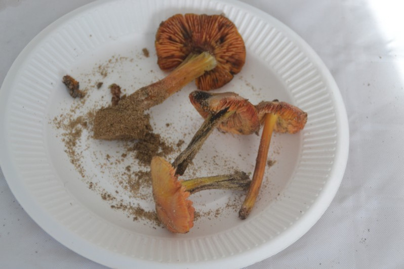 Hygrocybe conicoides (P.D.Orton) P.D.Orton & Watling, 1969