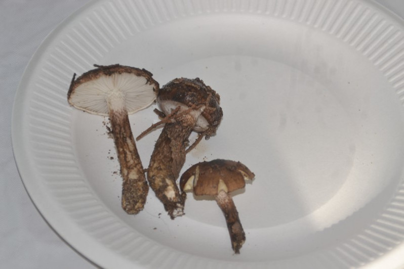 Hygrophorus persoonii Arnolds, 1979