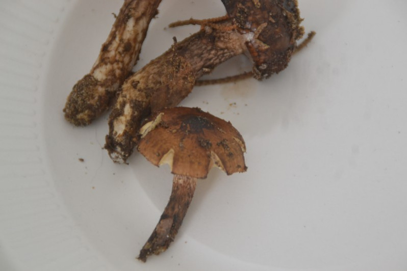 Hygrophorus persoonii Arnolds, 1979