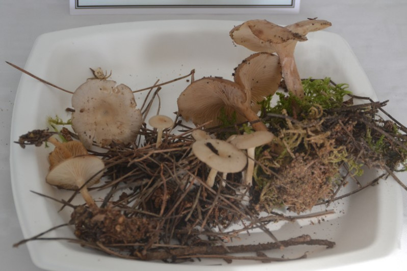 Clitocybe phaeophthalma (Pers.) Kuyper, 1981