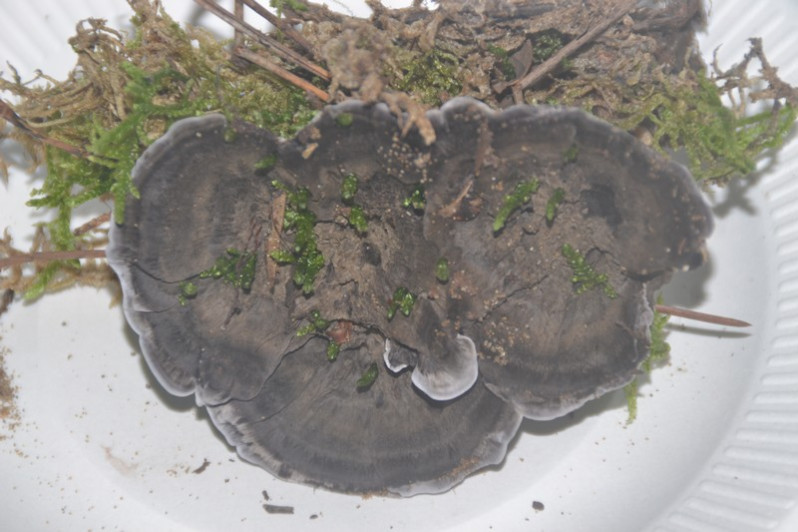 Phellodon niger (Fr.) P.Karst., 1881