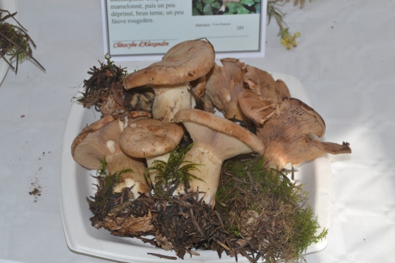 Clitopaxillus alexandri (Gillet) G.Moreno, Vizzini, Consiglio & P.Alvarado, 2018