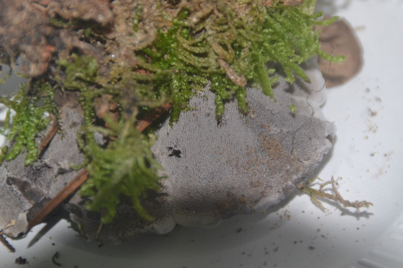 Phellodon niger (Fr.) P.Karst., 1881