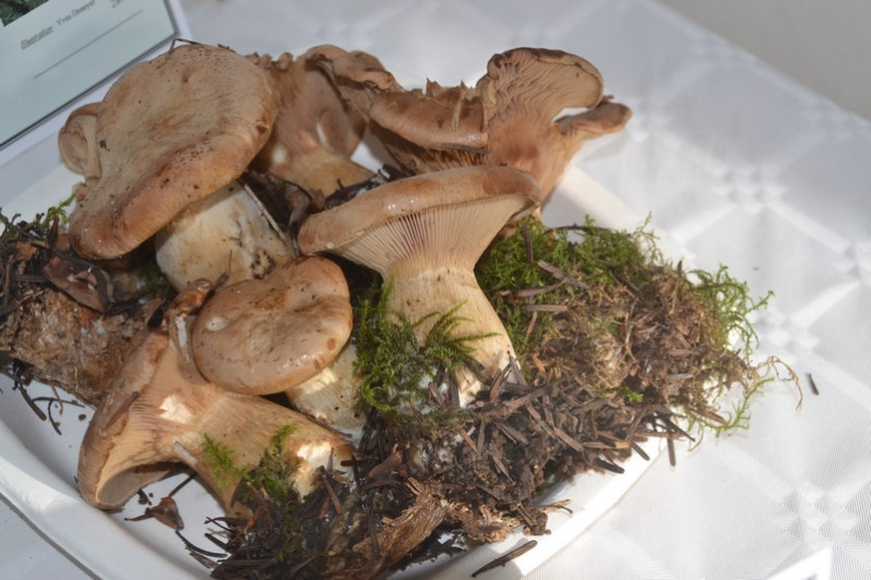 Clitopaxillus alexandri (Gillet) G.Moreno, Vizzini, Consiglio & P.Alvarado, 2018