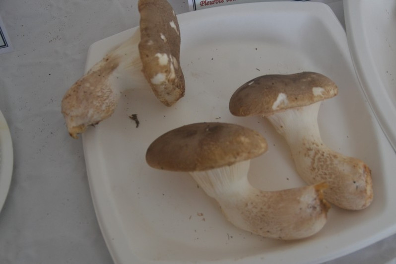 Pleurotus dryinus (Pers.) P.Kumm., 1871
