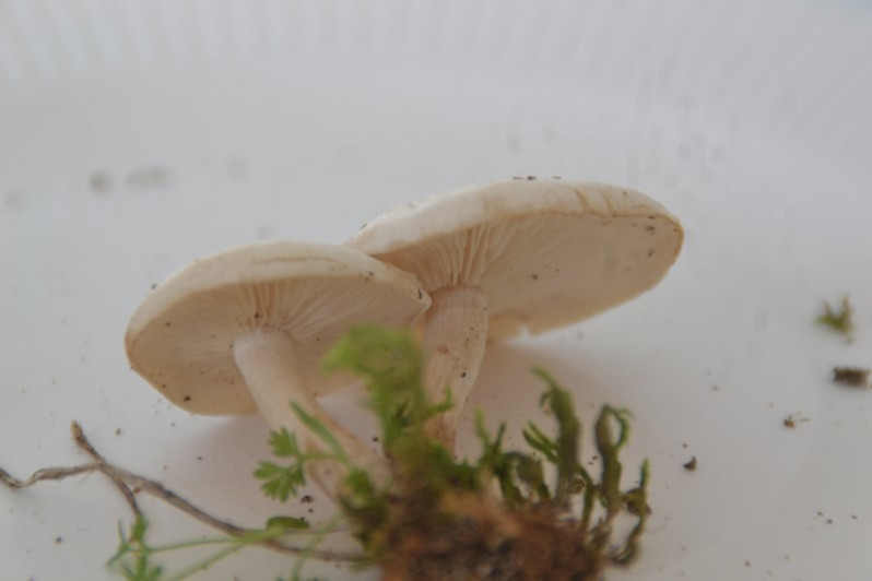 Clitocybe dealbata (Sowerby) P.Kumm., 1871