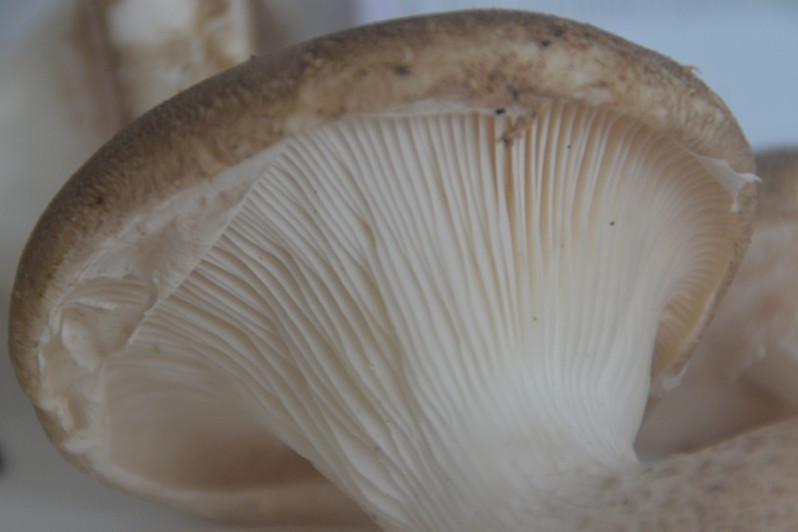 Pleurotus dryinus (Pers.) P.Kumm., 1871