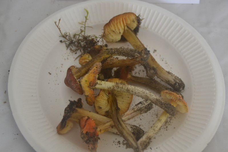Hygrocybe aurantiolutescens P.D.Orton, 1969
