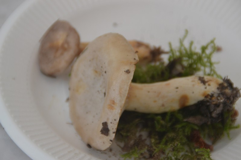 Lactarius uvidus (Fr.) Fr., 1838