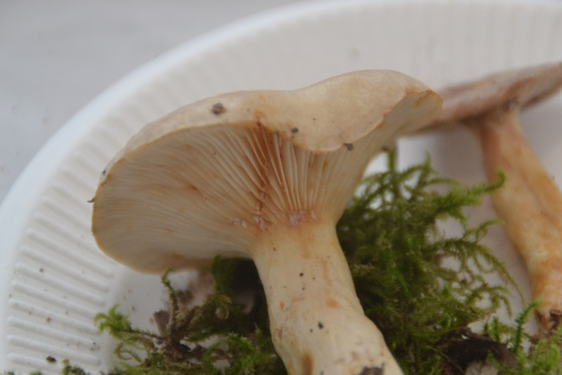 Lactarius uvidus (Fr.) Fr., 1838