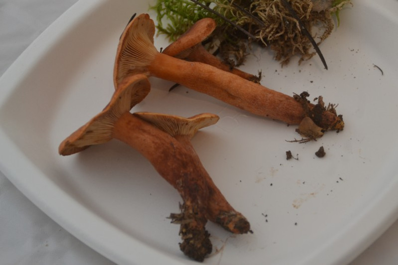 Lactarius britannicus f. pseudofulvissimus (Bon) Basso, 1999