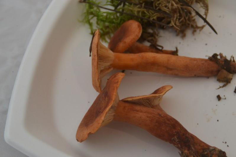 Lactarius britannicus f. pseudofulvissimus (Bon) Basso, 1999