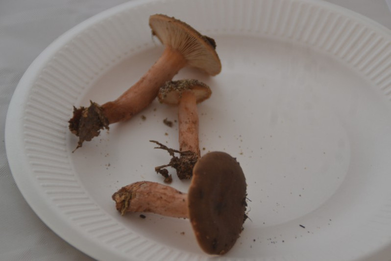Lactarius hepaticus Plowr., 1905