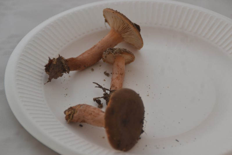 Lactarius hepaticus Plowr., 1905