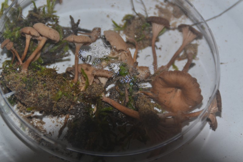 Omphalina pyxidata (Bull.) Quél., 1886