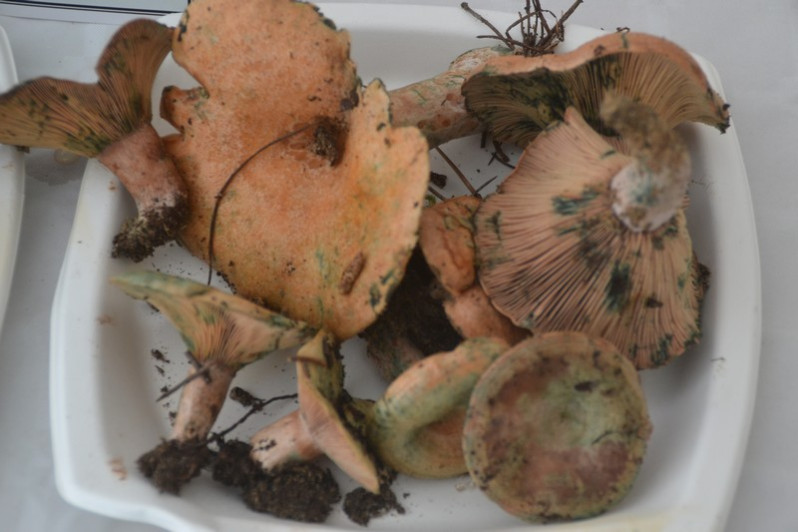 Lactarius vinosus (Quél.) Bataille, 1908