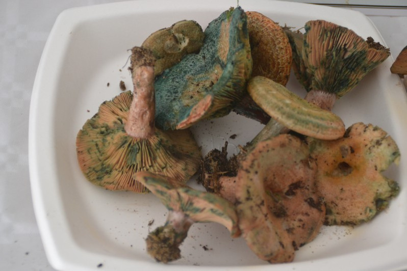 Lactarius vinosus (Quél.) Bataille, 1908