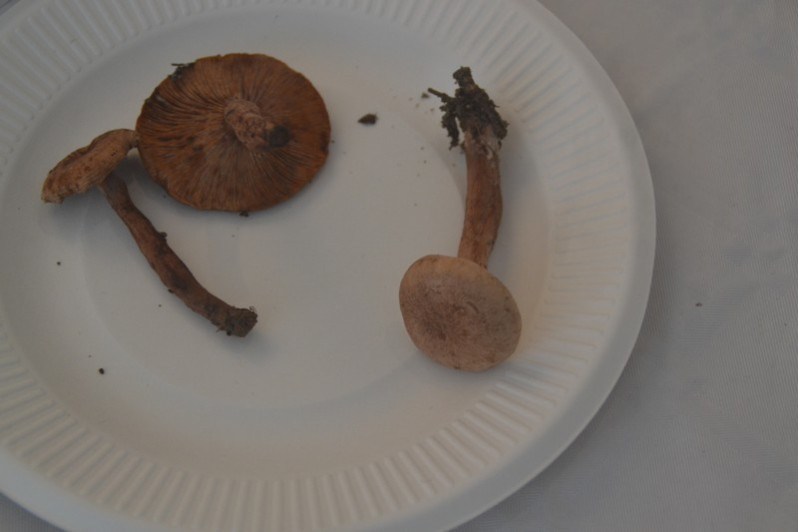 Lactarius quietus (Fr.) Fr., 1838
