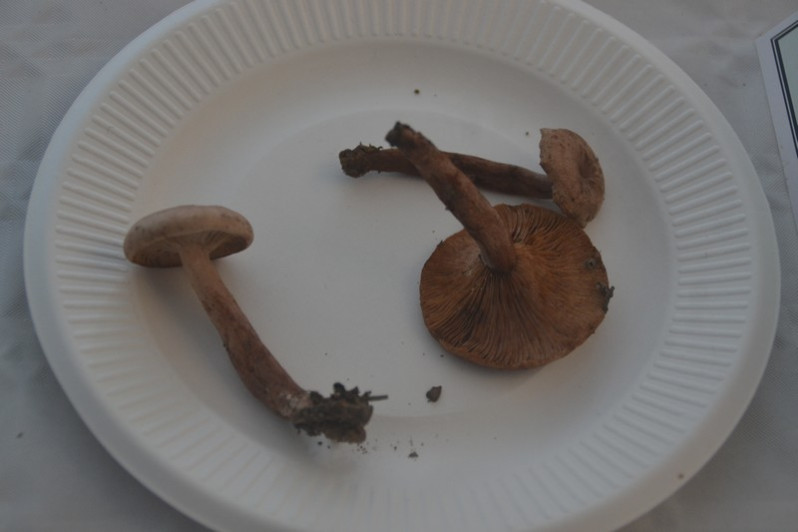 Lactarius quietus (Fr.) Fr., 1838