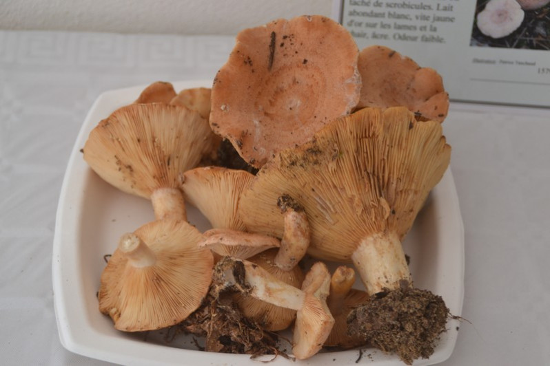 Lactarius chrysorrheus Fr., 1838