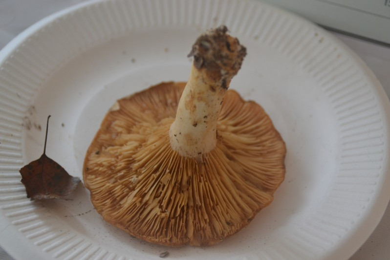 Lactarius zonarius (Bull.) Fr., 1838
