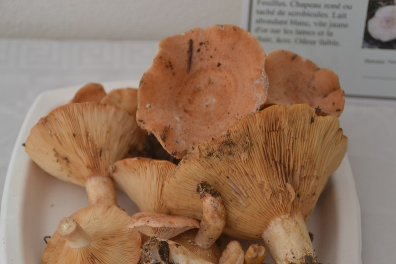 Lactarius chrysorrheus Fr., 1838