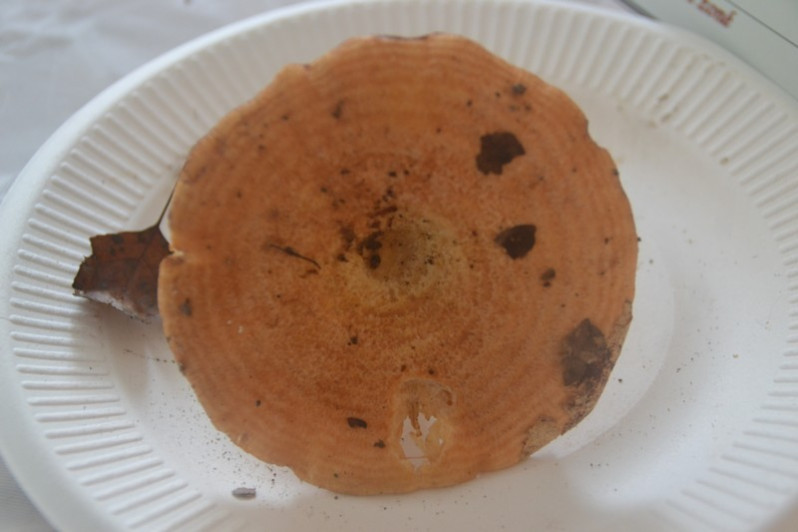 Lactarius zonarius (Bull.) Fr., 1838