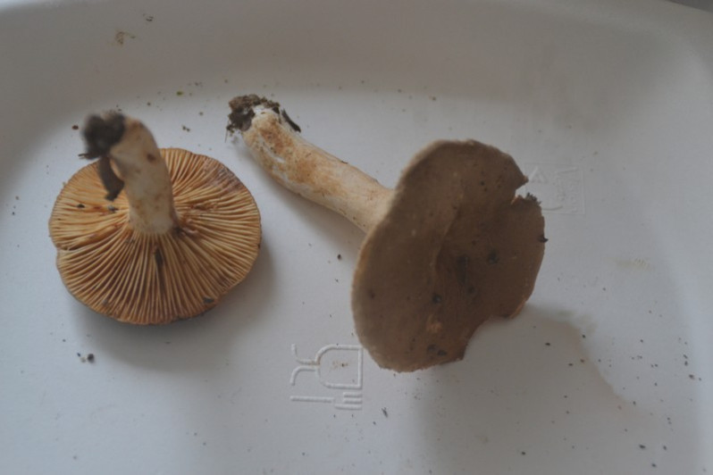 Lactarius azonites (Bull.) Fr., 1838