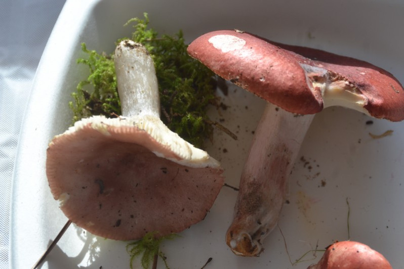 Russula sanguinaria (Schumach.) Rauschert, 1989