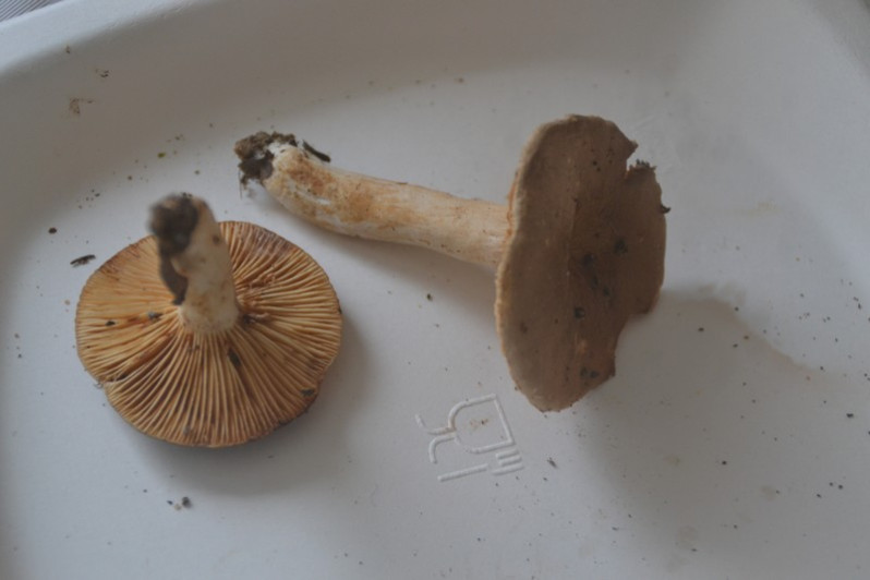 Lactarius azonites (Bull.) Fr., 1838