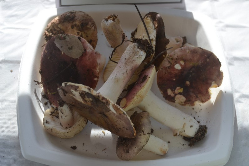Russula amoenicolor Romagn., 1962