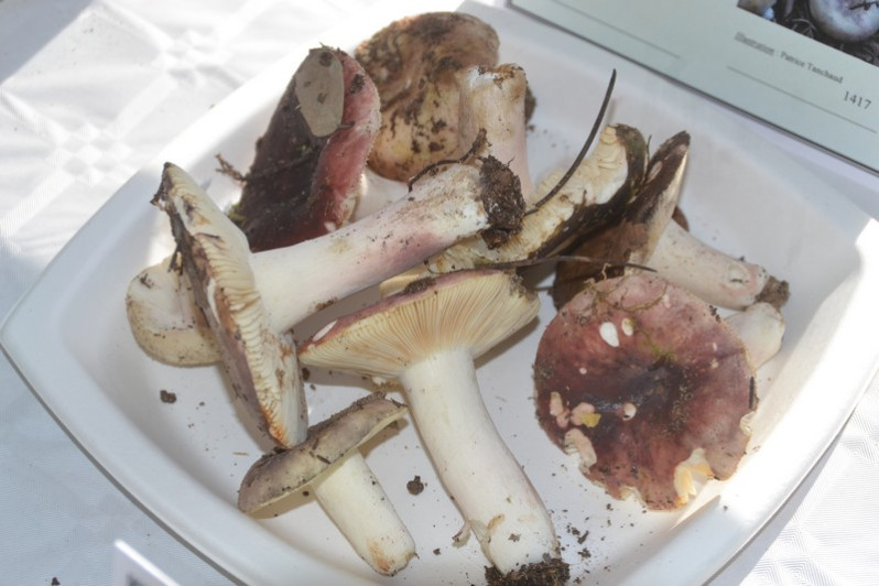 Russula amoenicolor Romagn., 1962