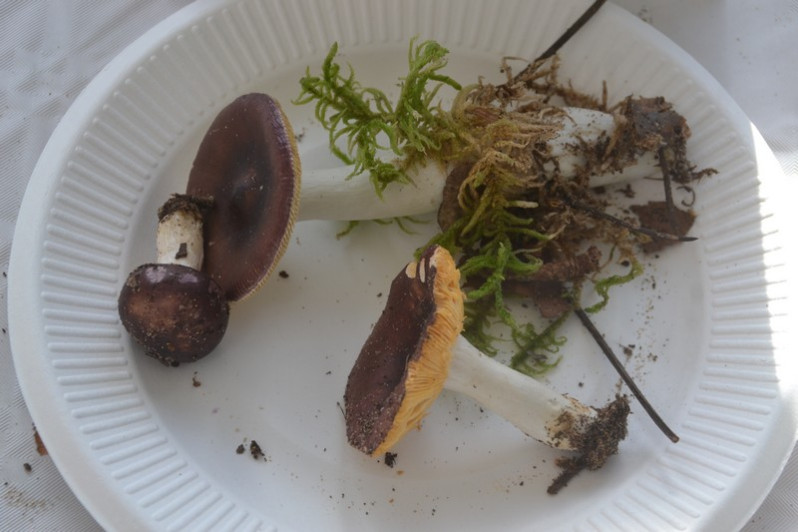 Russula amara Kučera, 1927