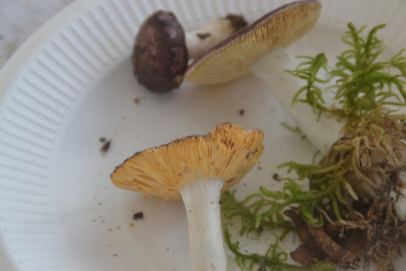 Russula amara Kučera, 1927