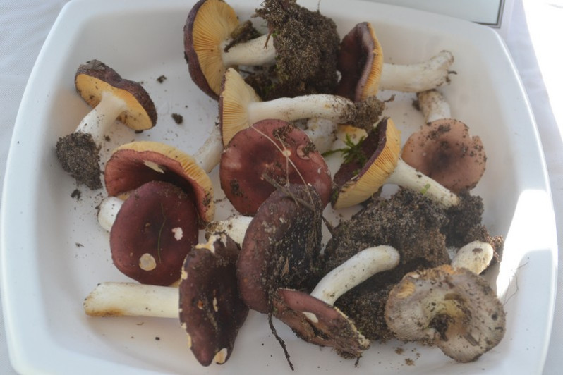 Russula cessans A.Pearson, 1950