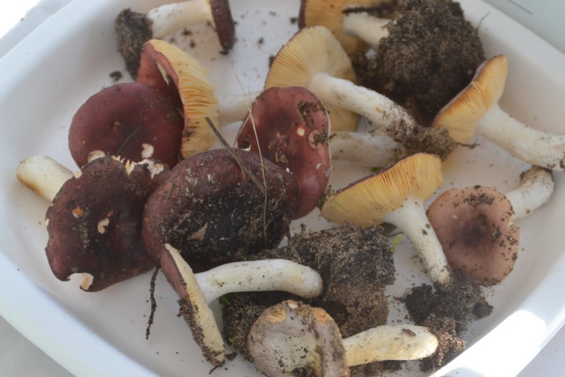 Russula cessans A.Pearson, 1950