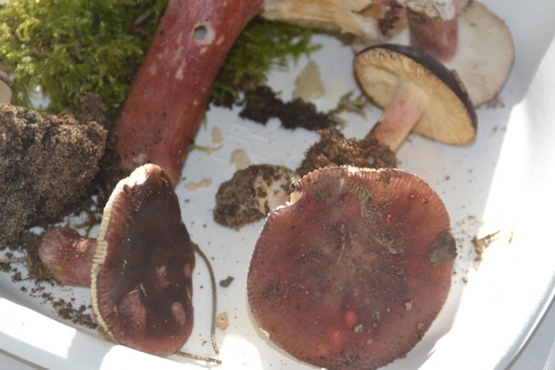 Russula torulosa Bres., 1929