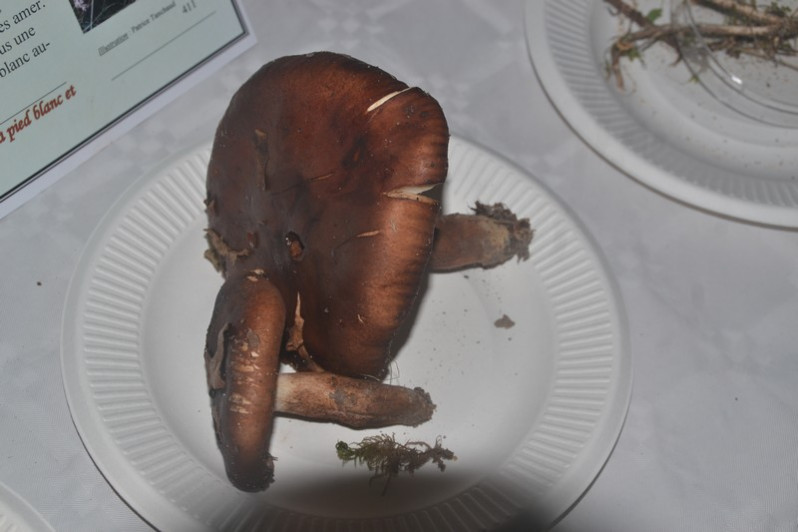 Tricholoma ustaloides Romagn., 1954