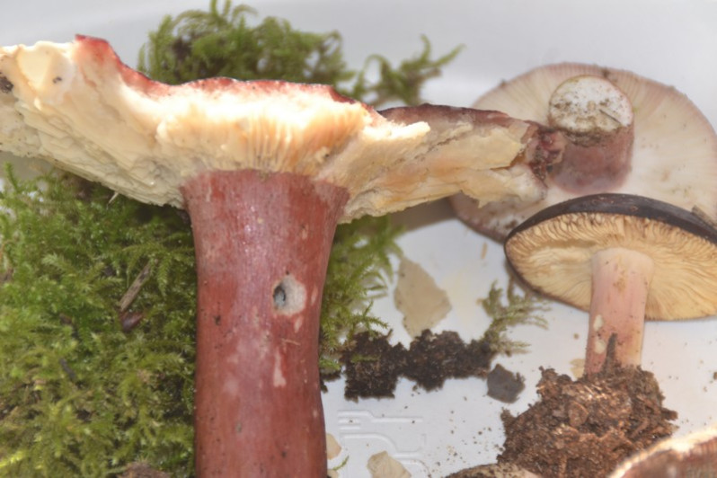 Russula torulosa Bres., 1929