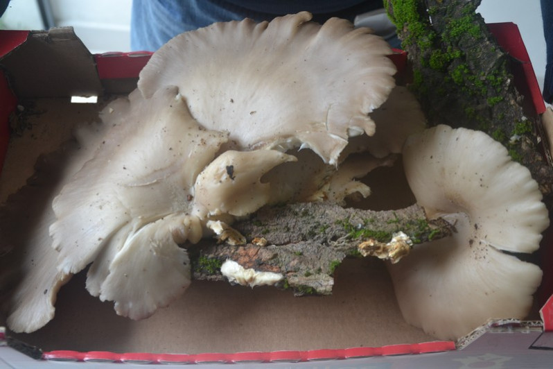 Pleurotus ostreatus (Jacq.) P.Kumm., 1871