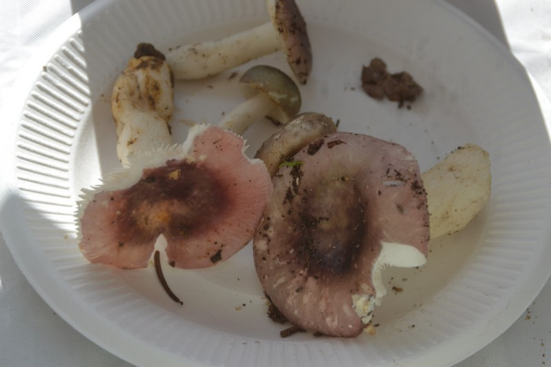Russula fragilis Fr., 1838