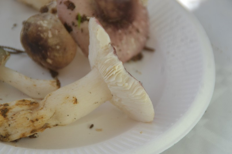 Russula fragilis Fr., 1838