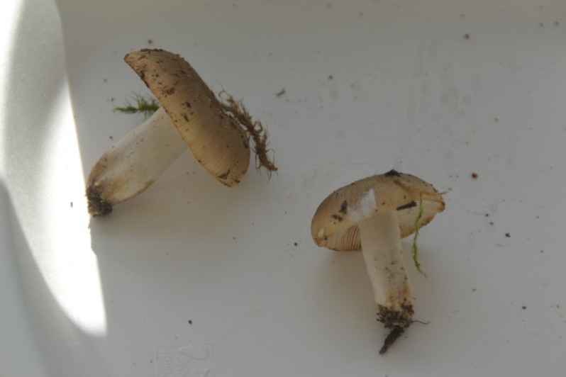 Russula amoenolens Romagn., 1952