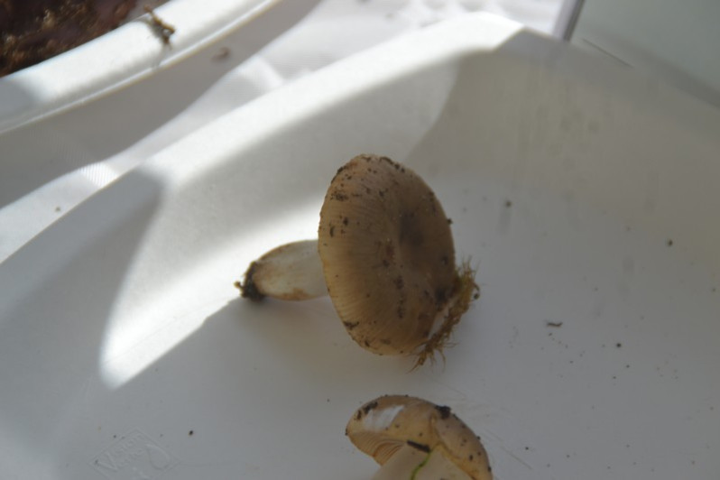 Russula amoenolens Romagn., 1952