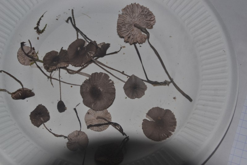 Mycena purpureofusca (Peck) Sacc., 1887